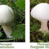 Šampinjon i bledi gnjurac: poređenje, kako razlikovati